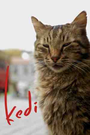 Kedi: Isztambul macskái